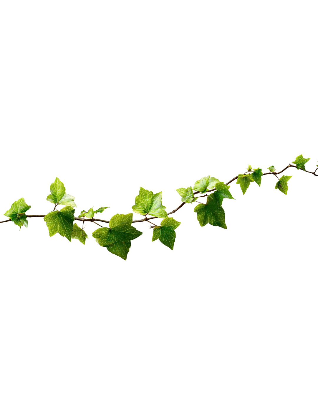 Illustration of the Legacy Vine, a decorative vine on display at the dinner where donors' leaves are added